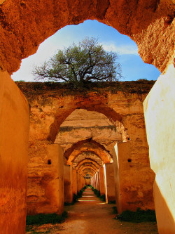 lesprittmodesteee:  Horse Stables-Meknes-Morocco-Africa by mikemellinger