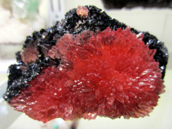 earthshaped:  Rhodocrosite crystals on the black Hematite matrix