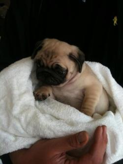 purifyed:  OMG A PUG PICTURE I HAVEN’T REBLOGGED YET 
