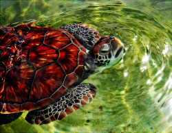 thiscupishalffull:  lunarspeak:  Green Sea Turtle Sources: X