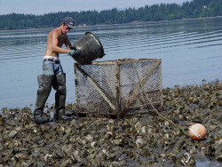 alpha-predator:  rawandripe:  Harvesting oysters on Totten Inlet