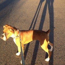 Ares morning walk! #boxer #boxers #boxerdog #boxerfam #boxerpup