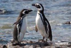 I want a penguin >__< 