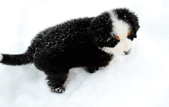 9 week old puppy in 10 inches of snow 
