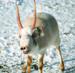 funkysafari:  Unique in its genus, the saiga antelope inhabits