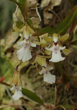 orchid-a-day:  Gomesa eleutherosepala Syn.: Rodriguezia eleutherosepala; Rodrigueziopsis eleutherosepala October 28, 2018  