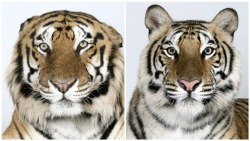 loke-zombiie:  vmagazine:  Dr Bhagavan Antle of The Institute of Greatly Endangered and Rare Species (T.I.G.E.R.S), photographs 4 varieties of Bengal tigers  mucho cloro wn