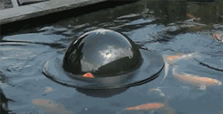 singlegrape:  zoomine:A floating dome to let fish take a look outside the pond.  