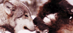 soyjeshua:  simplypandaful:  Wolf cuddles~