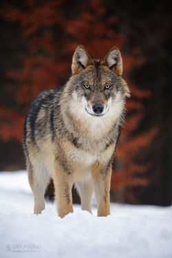 beautiful-wildlife:The Gray Wolf by Jirí Míchal  LONEWOLF