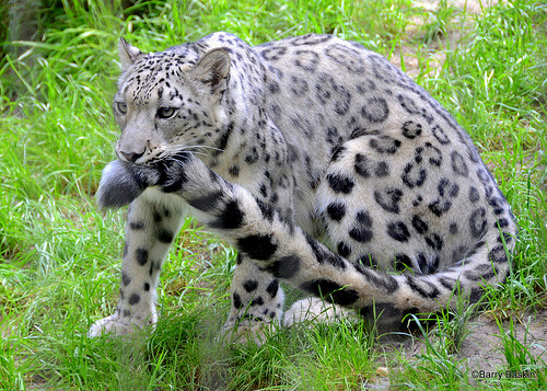 bifurpawz:  catsbeaversandducks:  Snow Leopards And Their Giant Nommable Tails “BEHOLD, DOGS! We have achieved that which you cannot!” Via catfuse zum  AAAWWWW 