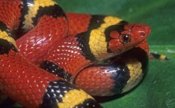 rhamphotheca:  Meet the Common, But Beautiful Scarlet Kingsnake by Richard Bartlett The first time I ever saw a scarlet kingsnake, Lampropeltis (triangulum) elapsoides, I was in northern Georgia herping with Gordy Johnston.  On our way to Florida, we
