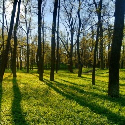 #Springtime #Gatchina #May #Pure #Colours #Colors / #Shadows #Trees #Grass #Sky #Walk
