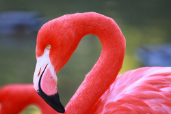sdzoo:  Flamingo 1.jpg by Exdeltalady