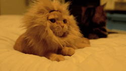 cineraria:  ライオンに変身する猫