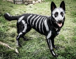 themadcapmathematician:  knightofocean:  undeceased:  German Shepherd Dog painted in time for Halloween. (x)  SPOOPY PUPPY  As much as I love this photo set…no one ever includes the best part of it:    THE PAINT IS GLOW IN THE DARK  THIS LITTLE DOGGY