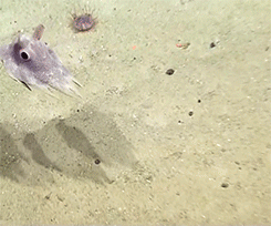sweet-bitsy:  fromyourdesperatefriend:  always-tuesdays:  The majestic Dumbo Octopus (x)  This is the cutest thing I’ve ever seen  DUMBO OCTOPUS 