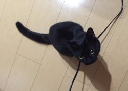 babyanimalgifs:  CUTEST BLACK CAT I HAVE EVER SEEN