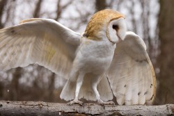 featheroftheowl:Barn Owl Unfurled by Becky