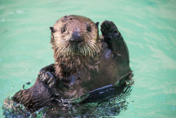 montereybayaquarium:  Hello from Oregon! Remember otter 649, the rescued male sea otter pup that was on exhibit for several months with companion otter, Gidget? We’re happy to announce he has a new name and a new home the Oregon Coast Aquarium. The