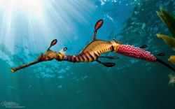 earth-song:  Common seadragon (Phyllopteryx taeniolatus) are relatives of seahorses; found on the Australian coast, usuallycamouflage themselves among the seaweed, since their body is covered with appendages that look like leaves.They are