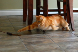 kittehkats:  &ldquo;Let me show you the dance of my people.&rdquo; pabuthefirecat:  Pabu, the Acrobatic Cat Pabu: Jump!  Jump!  Double-jump!  
