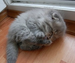 jewlesthemagnificent:  s00tball:  peppylilspitfuck:Here we see a baby wigglefloof cleaning its tiny squishbeans.  Squishbeans  KITTY