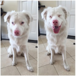 viralthings: Before and after I sign good boy to my deaf dog