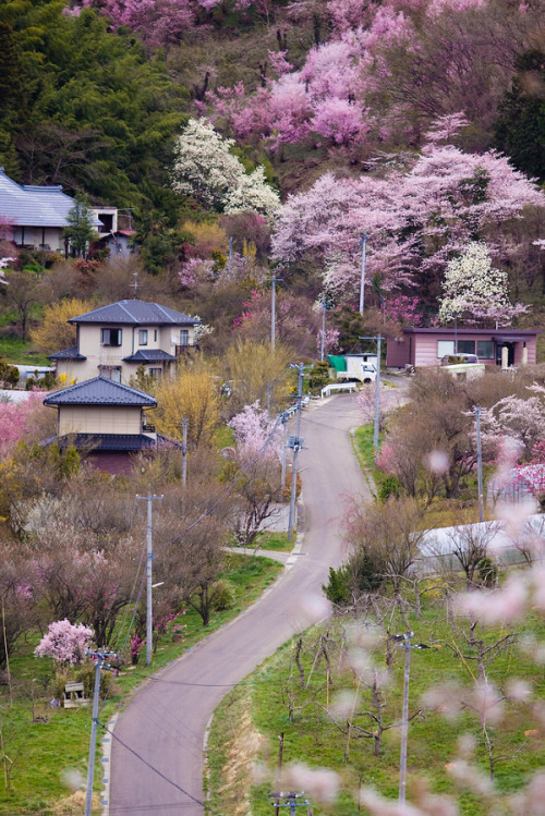 ps1:  Cherry Blossom at Fukushima, Japan