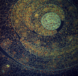 myampgoesto11:  Microscopic images of plants