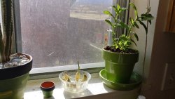 You can see my garlic is doing well and today I added a sweet mint plant to my windowsill. I put mint leaves, as well as other sliced fruits, in my lemonade, making it a perfect summer drink. (X)