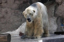 ghdos:  darkmoonperfume:  scrapes:  sapiophilous:  panemoppression:  Arturo is a 29-year-old male polar bear currently living in Argentina’s Mendoza Zoo. He is suffering in 40C (104F) heat in an enclosure that has just 20 inches of water for him to