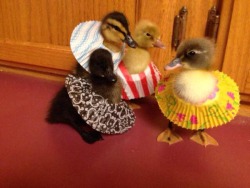 dragon-bourn:  In case you are sad here is a picture of ducklings wearing paper dresses 