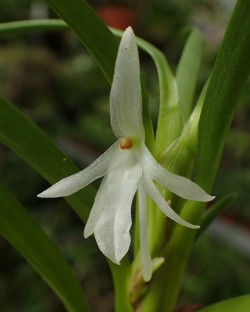 orchid-a-day: Jumellea anjouanensis  Syn.: Angraecum anjouanense October 15, 2018  