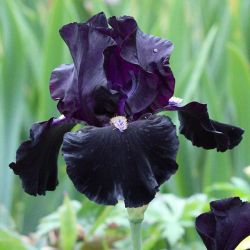 floralls:    Schreiner’s Iris Gardens Salem OR by   ireneoirene     VULVAS. ALL FLOWERS ARE BEAUTIFUL VULVAS, THIS IS A FACT OF NATURE