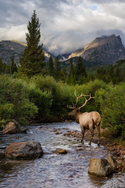 expressions-of-nature:  Elk at Storm Pass / Rocky Mountain National Park, Colorado, U.S.By: Andrew Young 