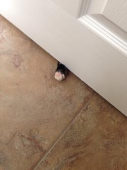 awwww-cute:  My cat gets lonely when I go to the bathroom and sticks his paw under the door until I hold it 