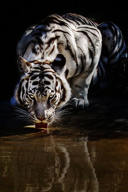 worldfam0us:  White Tiger | WF 