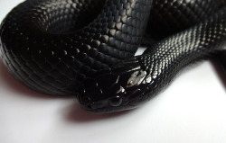 crispysnakes:Taking pictures of some of my roommate’s snakes today.  This is Ebony, a Mexican Black Kingsnake (Lampropeltis getula nigrita).