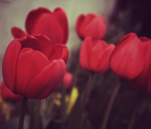 missanisah:  Red is the Rose… on Flickr. Taken by me.