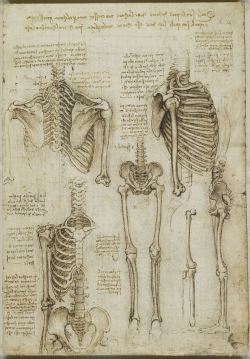 slothisticated:  Scans that prove Leonardo da Vinci was right all along: New show reveals ‘startling accuracy’ of anatomical sketches which lay undiscovered for hundreds of years The startling accuracy of Leonardo da Vinci’s anatomical drawings
