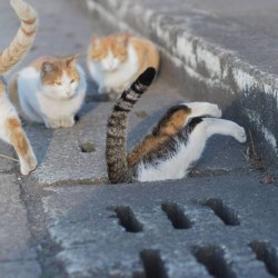 the-moonlight-witch: succubolilith:  captcreate: FEETIES secret cat fight club     The Enigma of Amigara Fault (Cat Edition) 