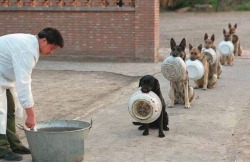 awwww-cute:  Police dogs waiting for dinner in China (Source: http://ift.tt/1IPCo9g)