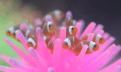 seatrench:  Baby Clownfish (source) 