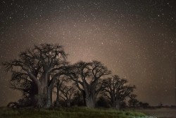 guildhall:  In The Sky With Diamonds Beth Moon, ‘Diamond Nights’ Series, 2012-2014  As night falls over the Makgadigadi Pans, large trees stand starkly against the horizon, leafless branches reach for the light. As the sun sinks lower, the sky drains