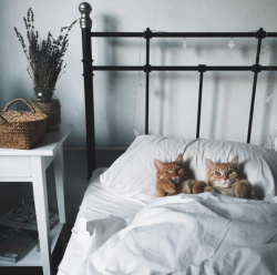 organicandhappy:  lord–swoledemort:  catsbeaversandducks:  “Let’s be cute together!” Photos by ©Anya Yukhtina   Oh my god  This could be us but you playing