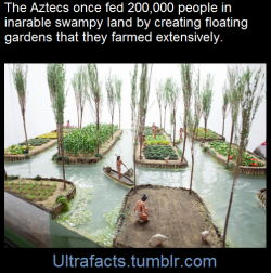 wildland-hymns:  ultrafacts:  How on earth would you feed a city of over 200,000 people when the land around you was a swampy lake? Seems like an impossible task, but the Aztec managed it by creating floating gardens known as chinampas, then they farmed