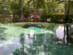 satanshemmroid:  sixpenceee:  Ginnie springs in Florida is known for having clear waters. (Source)  The picture on the right looks like a portal to somewhere magical… 