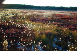 jqd-hcx: “I am a lover of bogs. There: I’ve said it. I’m a bog-woman through  and through. I can lose myself on the long, pale edges of a sandy island  shore; I can enchant myself in the shadows and twists of an old-growth  forest – but in a bog