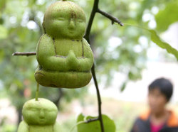 misshealthgeek:  A very picky chinese farmer who had a bout of genius decided that pears were boring.. tasty but very boring and uninteresting. As any modern day picasso or brilliant person does he decide to go against his mother’s words and play
